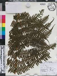 Pteris navarrensis image