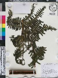 Pteris navarrensis image