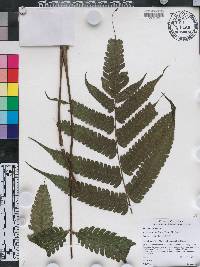 Steiropteris glandulosa image