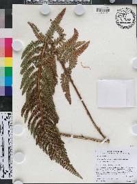 Polystichum talamancanum image