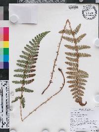 Polystichum talamancanum image