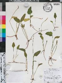 Ophioglossum petiolatum image