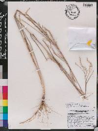 Schizachyrium stoloniferum image