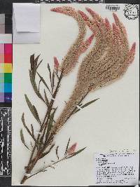 Celosia argentea var. argentea image