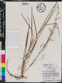 Schizachyrium stoloniferum image