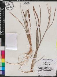 Schizachyrium stoloniferum image