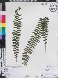 Asplenium barbaense image