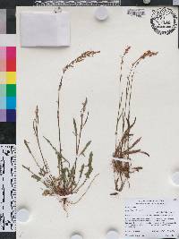 Rumex hastatulus image