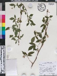 Rubus pensilvanicus image