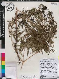 Pteridium aquilinum var. caudatum image