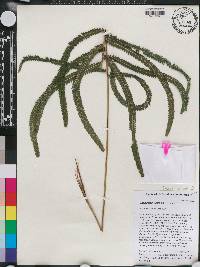 Thelypteris patens image