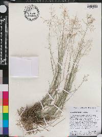 Eragrostis pilosa image