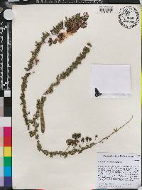 Calliandra pedicellata image