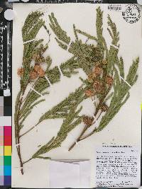 Leucaena leucocephala image