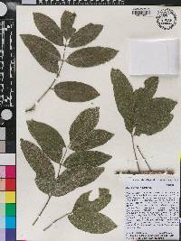 Zanthoxylum flavum image