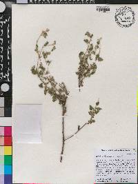 Croton betulinus image