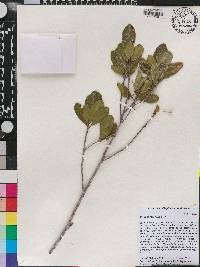 Gymnanthes lucida image
