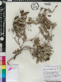 Pseudocarpidium domingense image