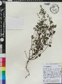 Salvia micrantha image