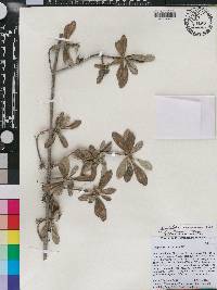 Rondeletia brauseana image