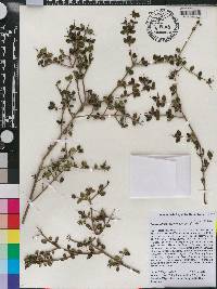 Scolosanthus versicolor image
