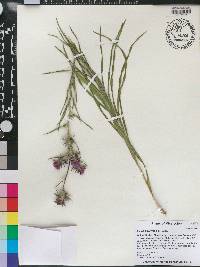 Liatris squarrosa image