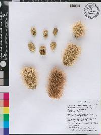 Cylindropuntia bigelovii image