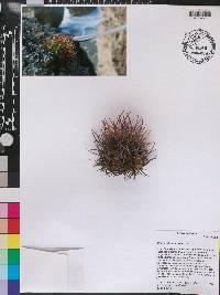 Melocactus harlowii image