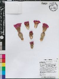Opuntia basilaris var. brachyclada image
