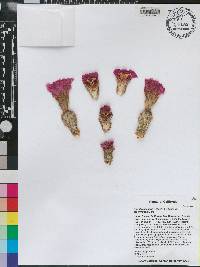 Opuntia basilaris image