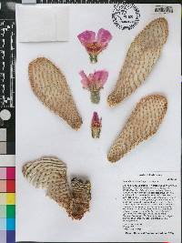 Opuntia basilaris image