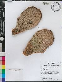 Opuntia basilaris var. basilaris image