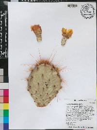 Opuntia phaeacantha image