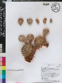 Opuntia polyacantha image