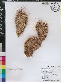 Opuntia polyacantha image