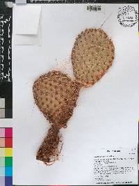 Opuntia polyacantha image