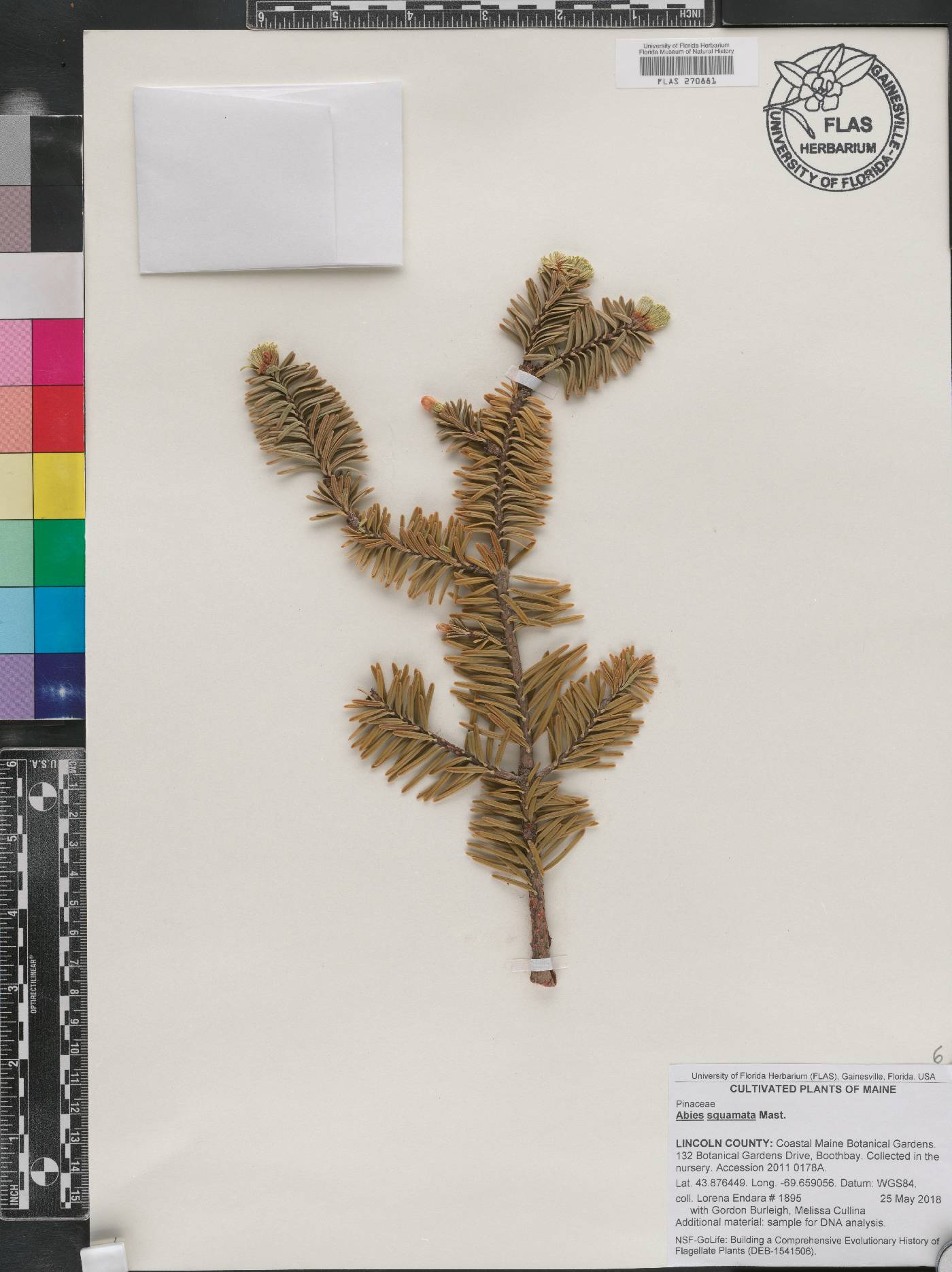 Abies squamata image