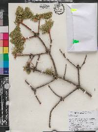Image of Picea retroflexa