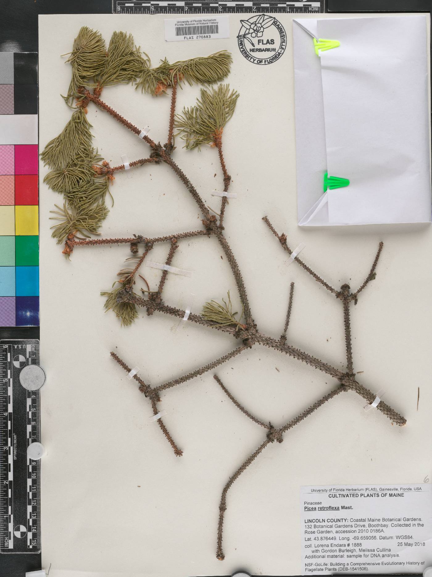 Picea retroflexa image