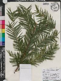 Torreya californica image