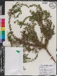 Podocarpus lawrencei image