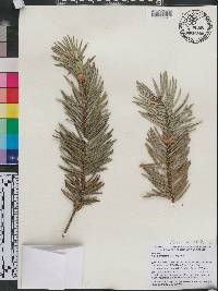 Abies bracteata image