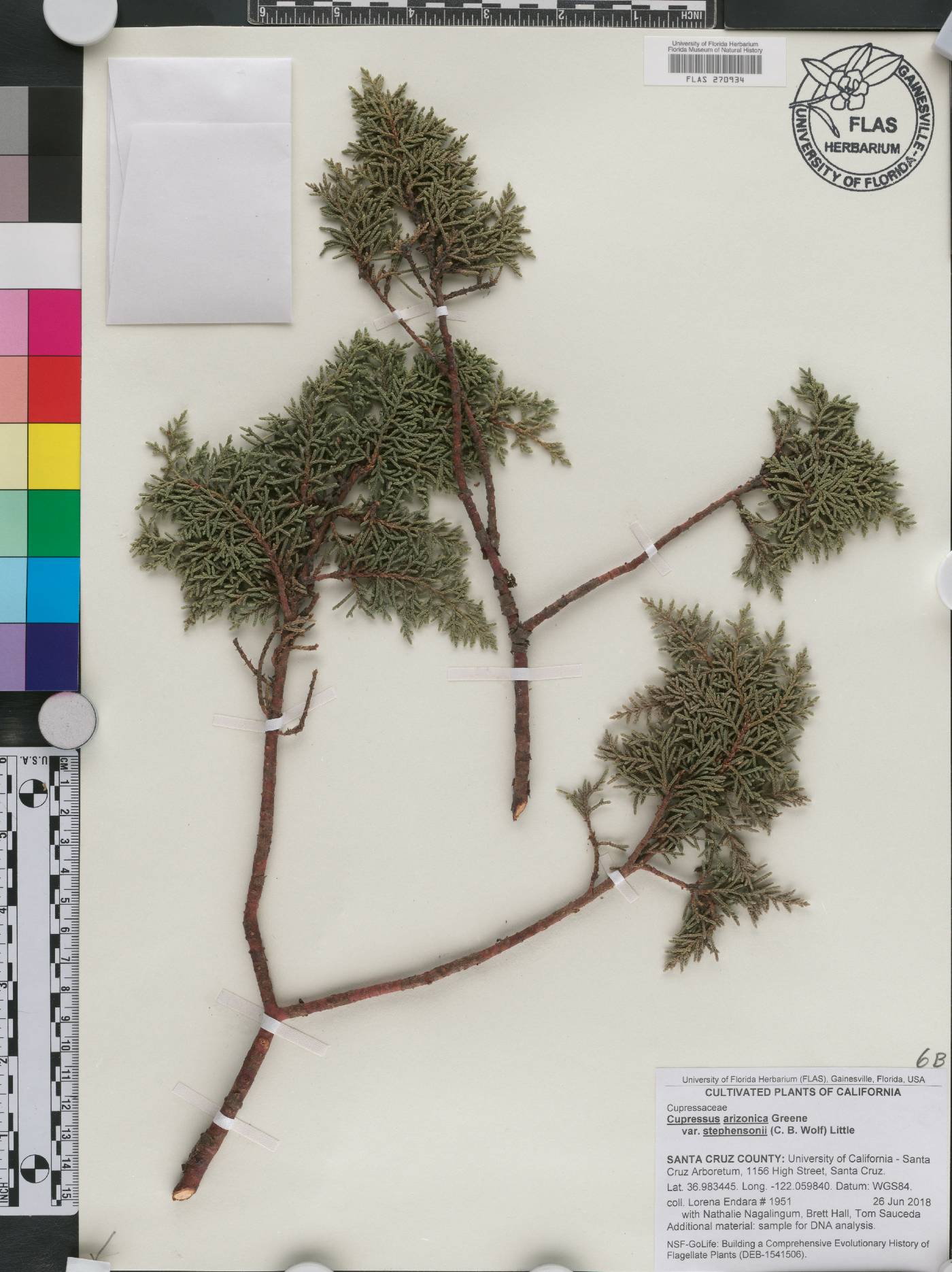 Cupressus arizonica subsp. stephensonii image