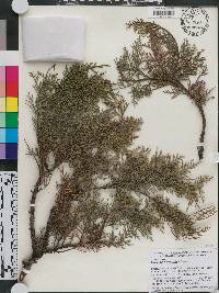 Cupressus dupreziana image