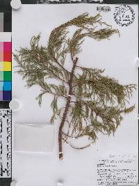 Juniperus flaccida image