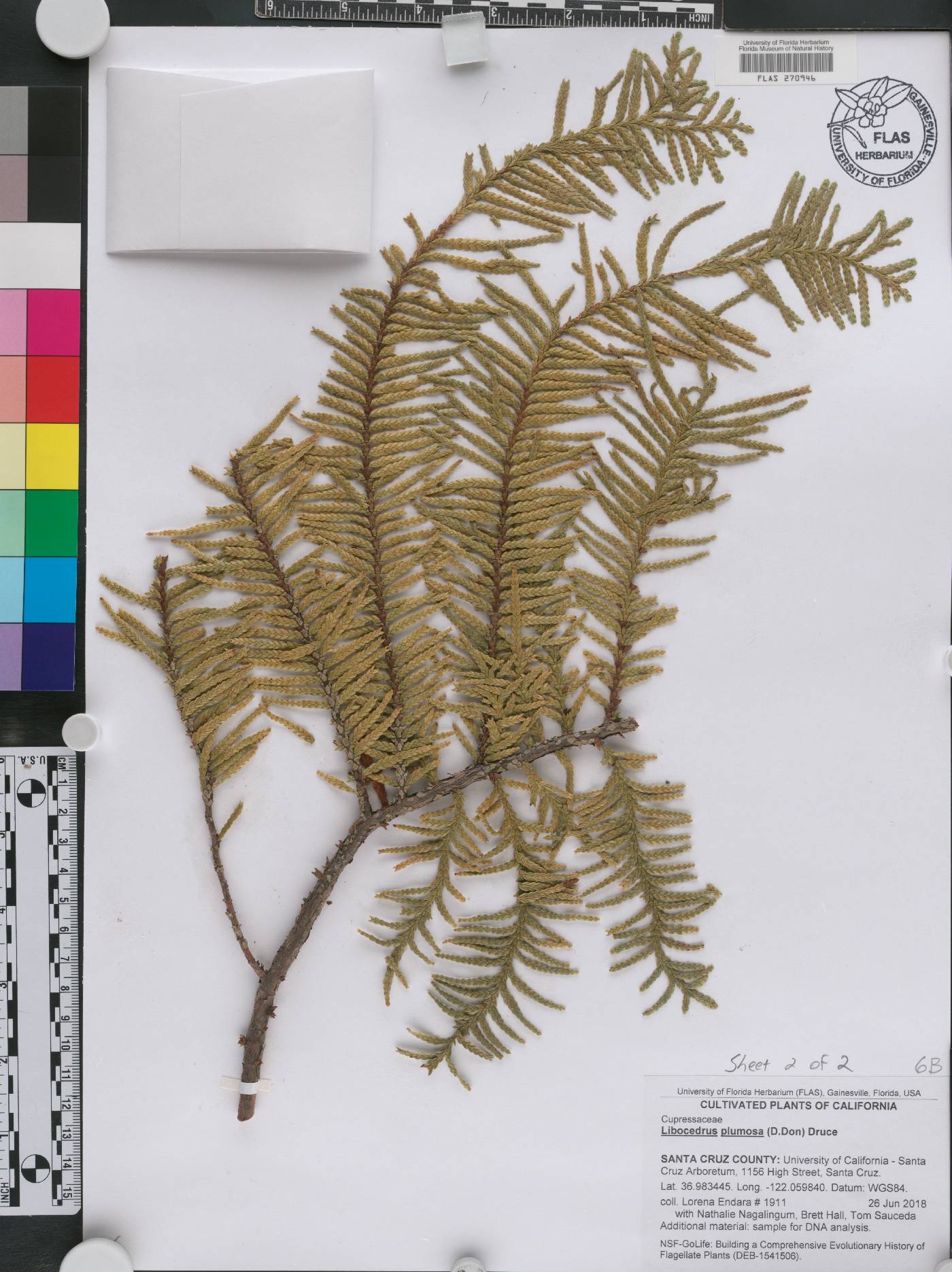 Libocedrus plumosa image