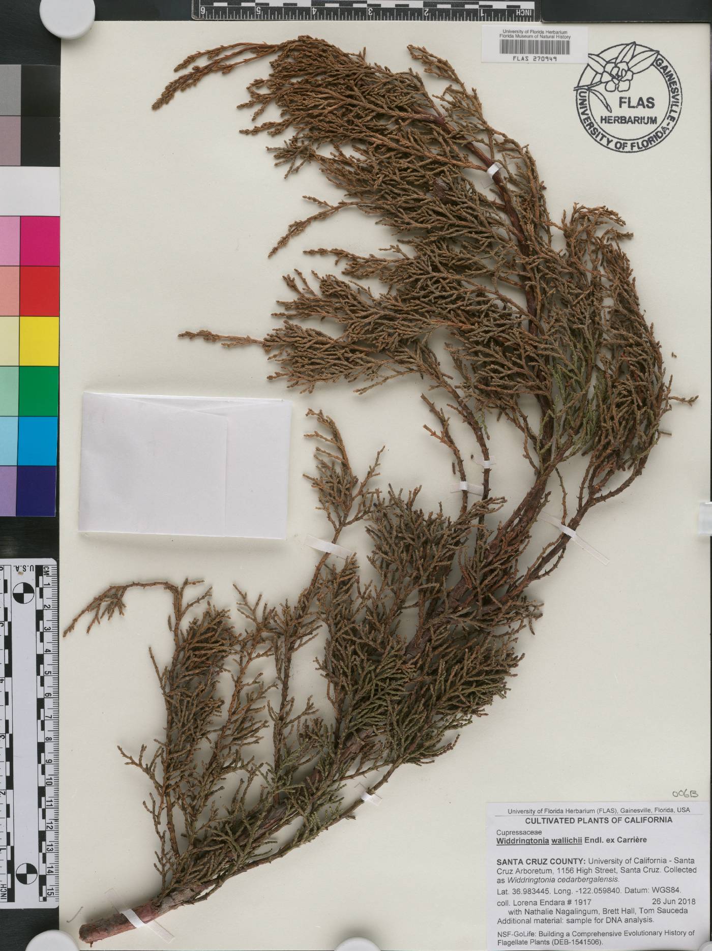 Widdringtonia nodiflora image