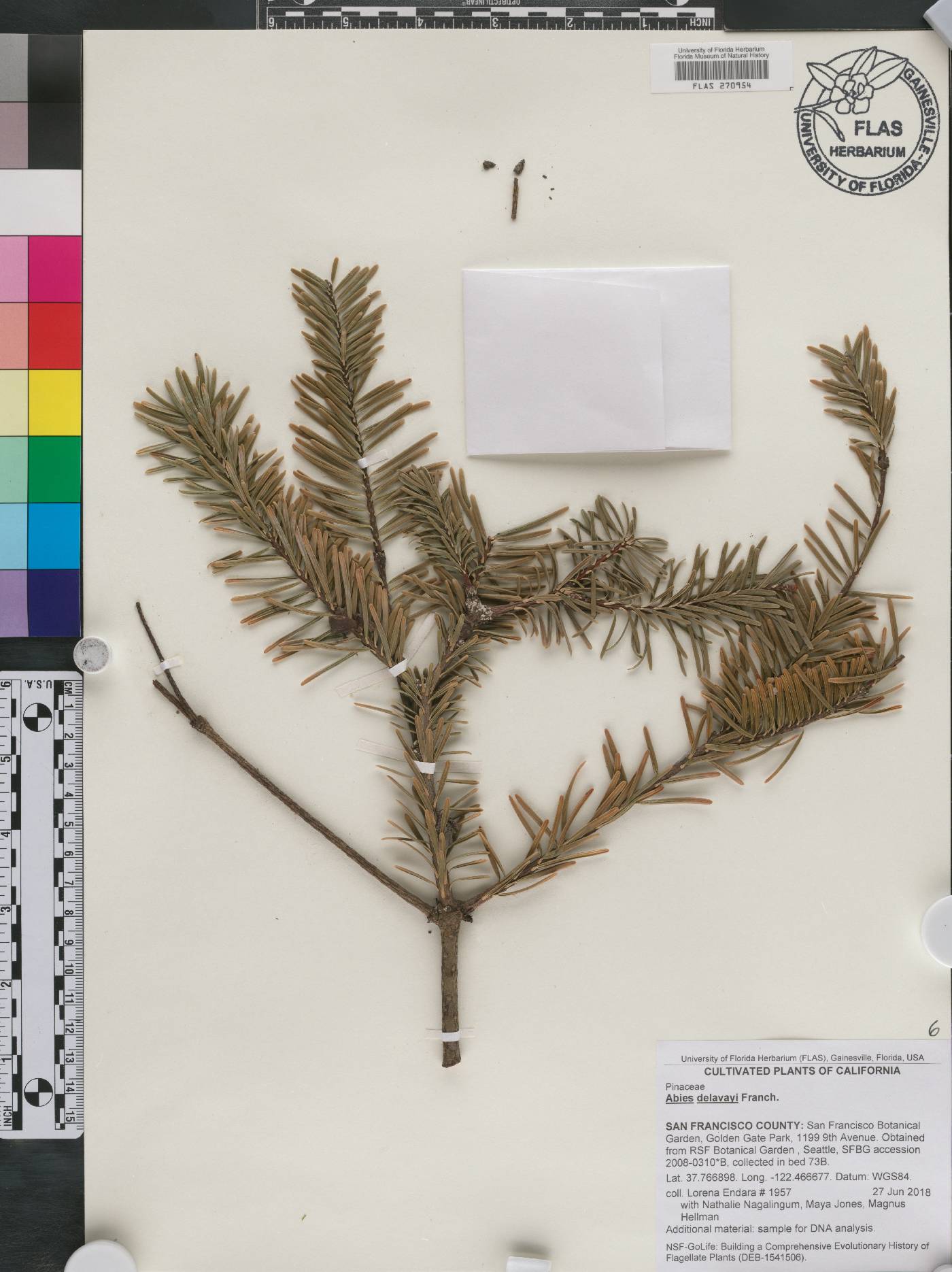 Abies delavayi image