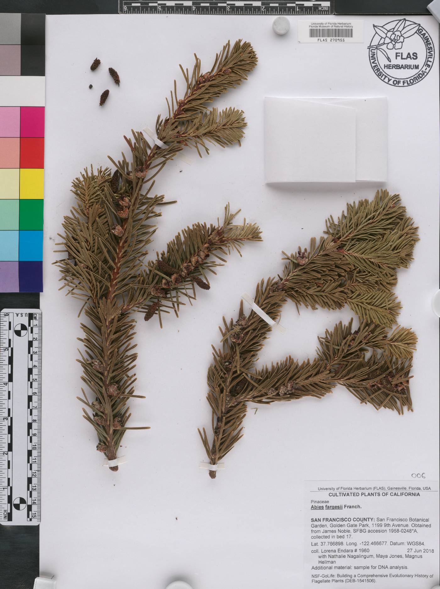 Abies fargesii image