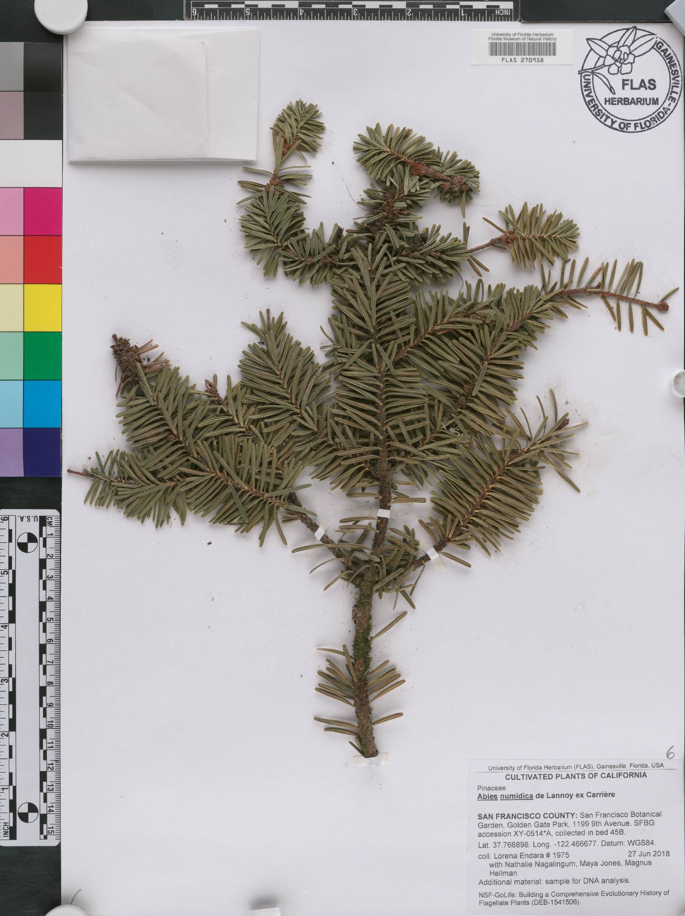 Abies numidica image